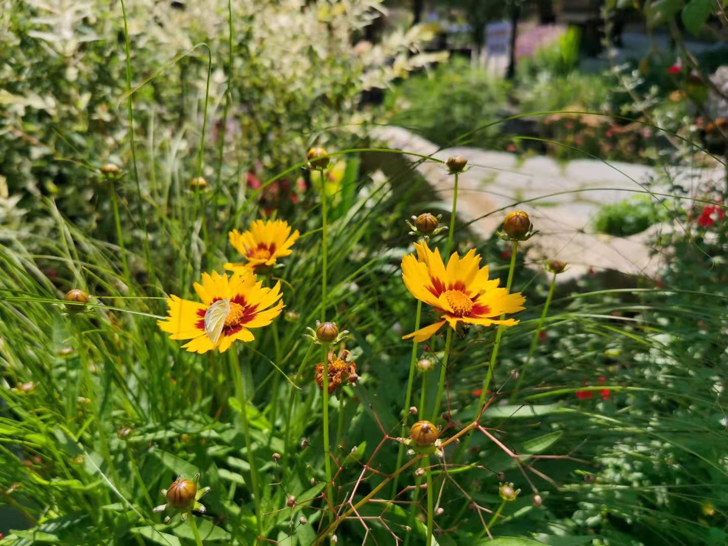 花博园完成首次大规模换花 下一次 更新 将于6月10日完成