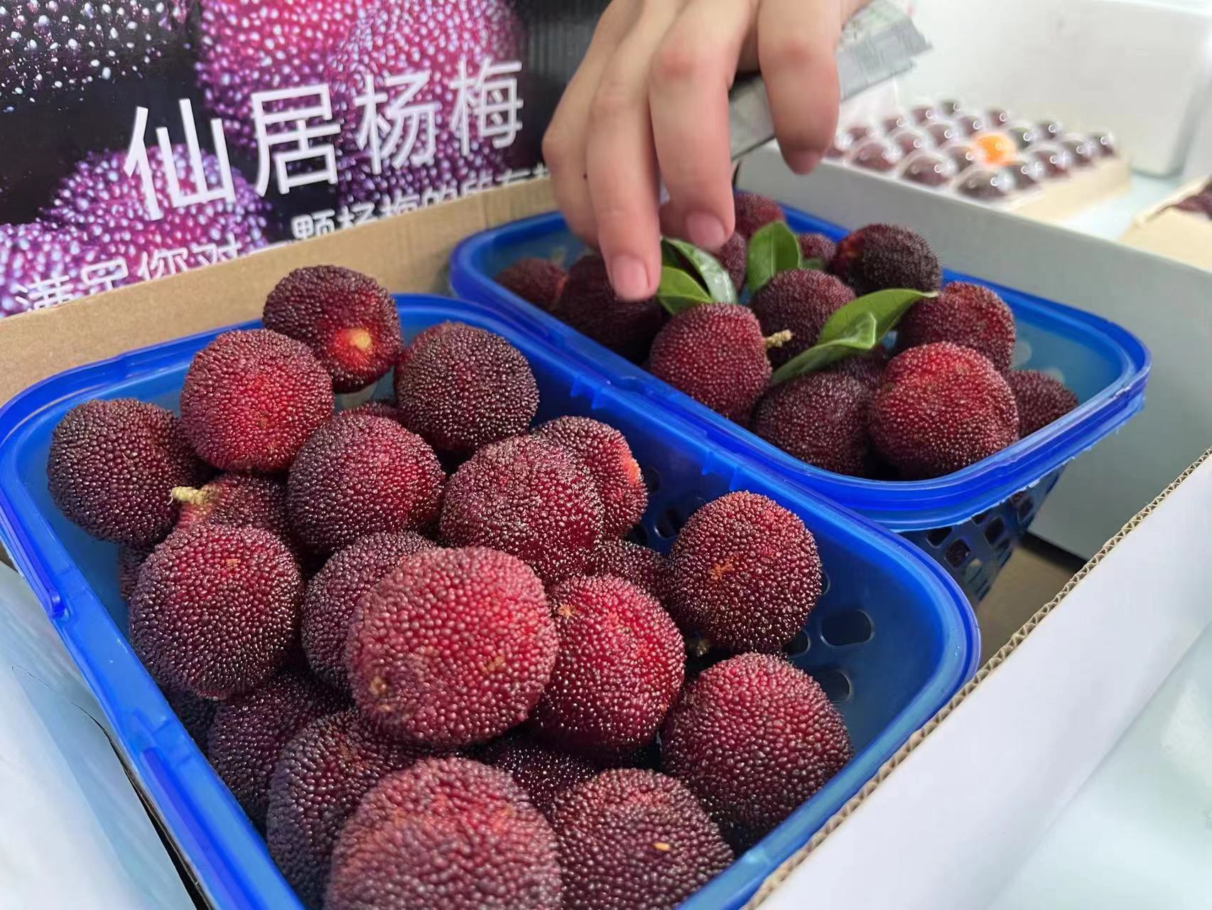 杨梅树新鲜水果东魁杨梅仙居杨梅特写_3840X2160_高清视频素材下载(编号:8309783)_实拍视频_光厂(VJ师网) www ...