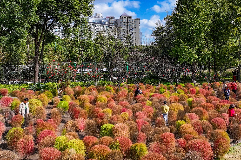 视觉| 收下这份限定浪漫，上海人熟悉的秋冬美景已上线
