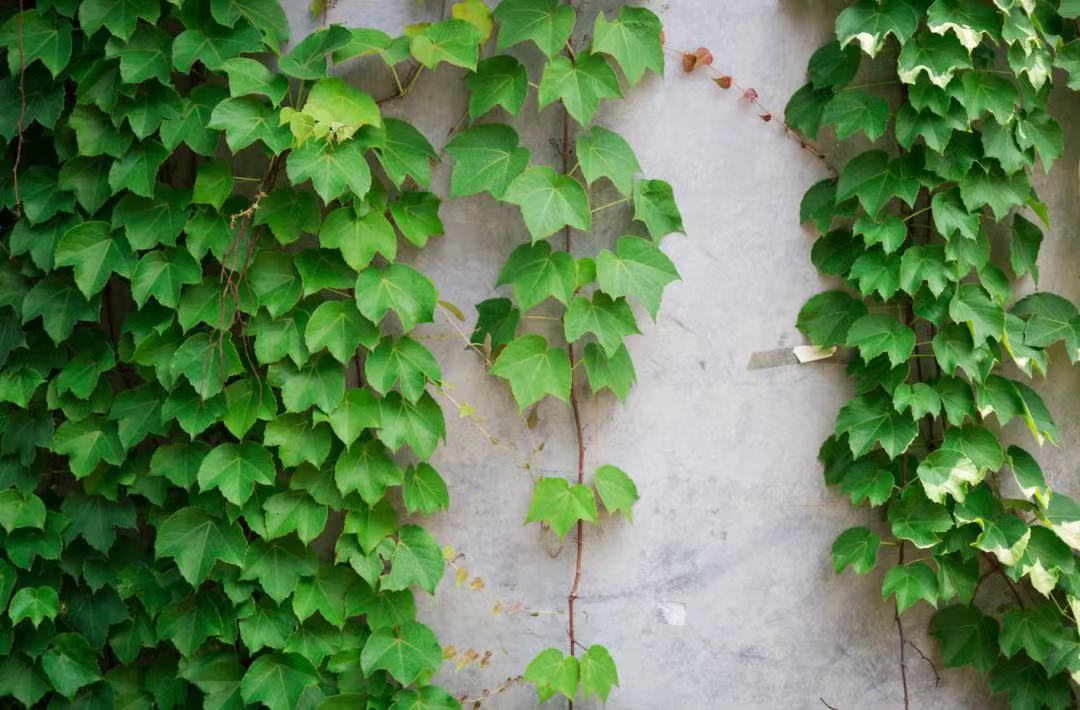 劳动报-一墙的爬山虎装点起绿房子,清凉了这个盛夏