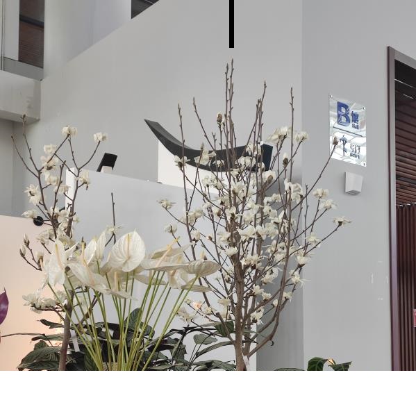 劳动报 上海市花白玉兰绽放花博会 背后没那么简单 劳动报 上海市花白玉兰绽放花博会 背后没那么简单