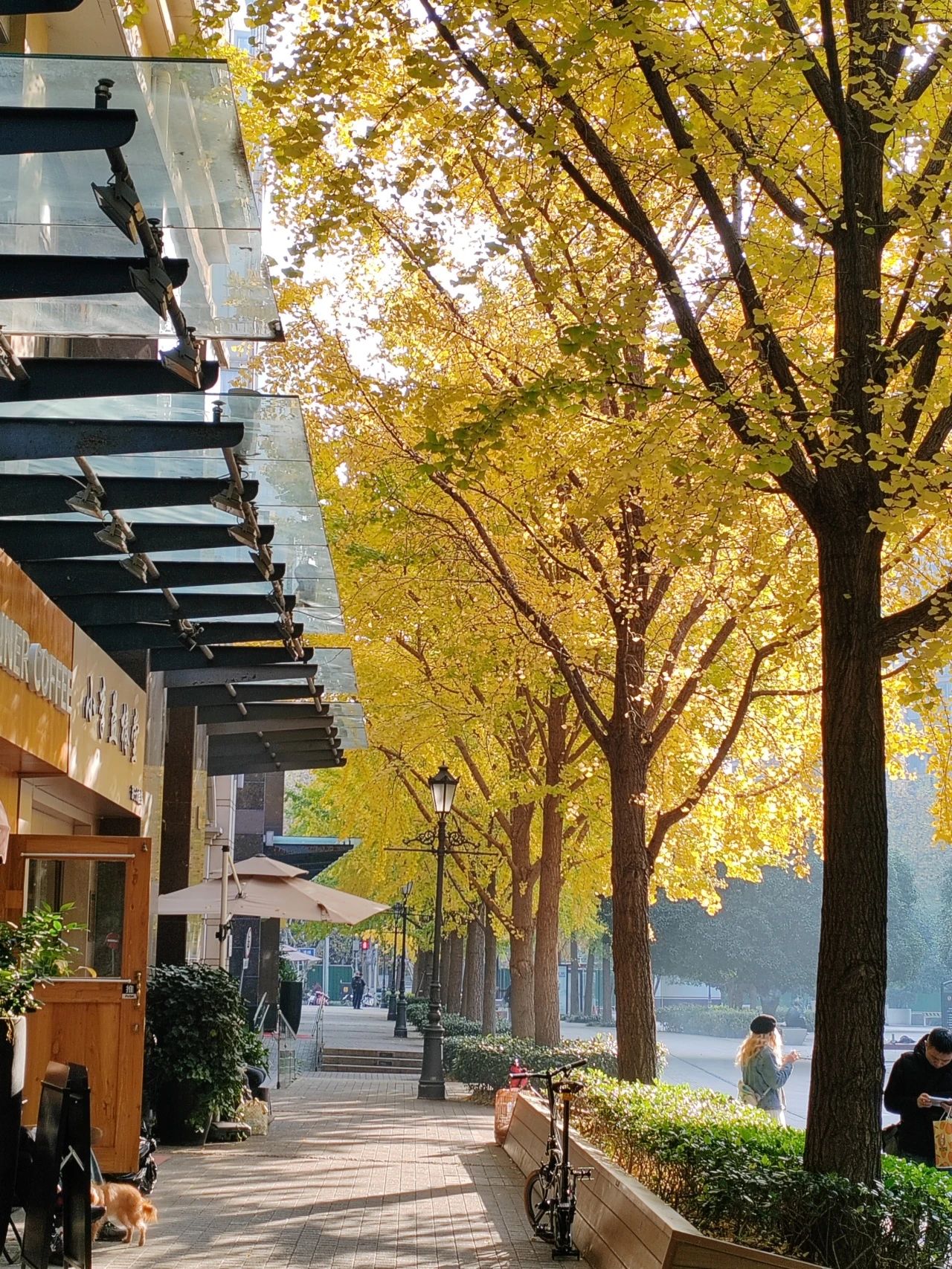 倒计时长宁6条银杏大道即将迎来最美观赏期